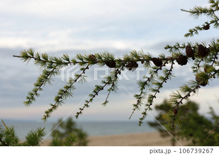Baikal Larch Pine Cones on Defocused Send Baikal Beach Baikal Larch Pine Cones on Defocused Send Baikal Beach 106739267