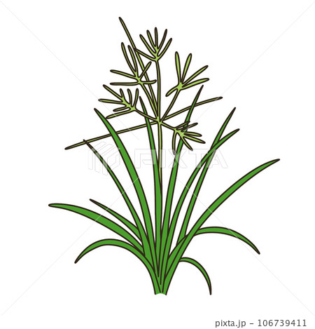 カヤツリグサ カヤツリグサ 106739411