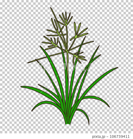 カヤツリグサ カヤツリグサ 106739411