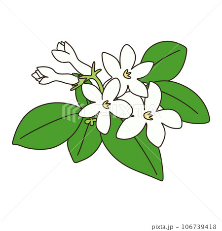 茉莉花-插圖素材[106739418] - PIXTA圖庫