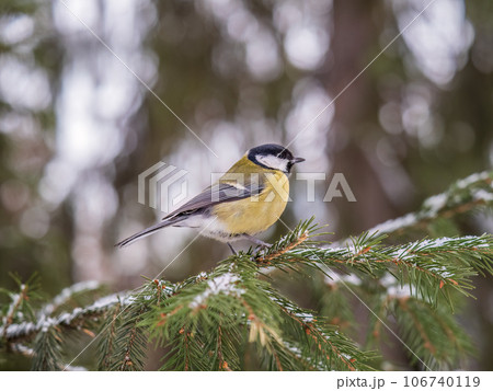 Cute bird Great tit, songbird sitting on the fir branch with snow in winter Cute bird Great tit, songbird sitting on the fir branch with snow in winter 106740119