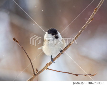 Cute bird the willow tit, song bird sitting on a branch without leaves in the winter. Cute bird the willow tit, song bird sitting on a branch without leaves in the winter. 106740126