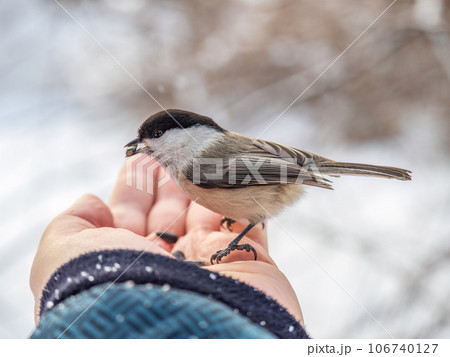 A willow tit sits on hand and eats seeds. Hungry bird willow tit eating seeds from a hand in winter or autumn 106740127