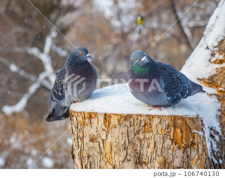 Two pigeons sitting on a branch with snow in winter. 106740130