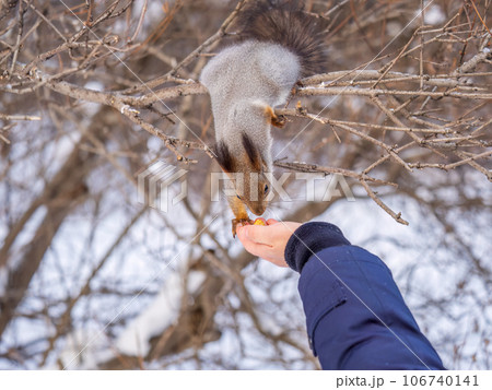 Squirrel eats nuts from a man's hand. Caring for animals in winter or autumn. Squirrel eats nuts from a man's hand. Caring for animals in winter or autumn. 106740141