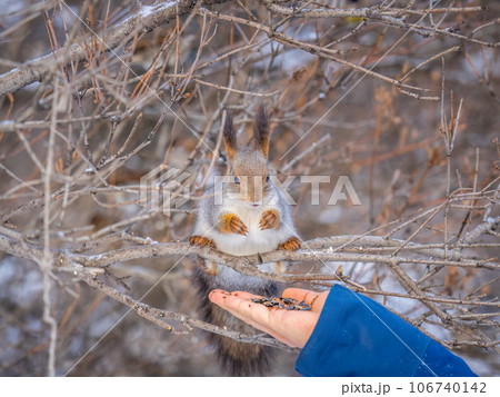 Squirrel eats nuts from a man's hand. Caring for animals in winter or autumn. Squirrel eats nuts from a man's hand. Caring for animals in winter or autumn. 106740142