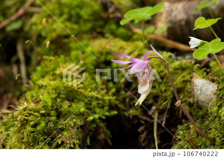 苔むした林床に咲くホテイラン 106740222