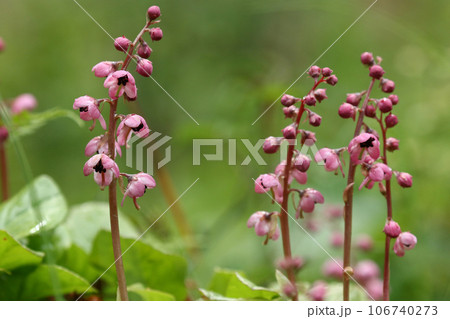 開花したばかりのベニバナイチヤクソウ 106740273