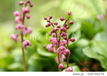 開花したばかりのベニバナイチヤクソウ 開花したばかりのベニバナイチヤクソウ 106740276