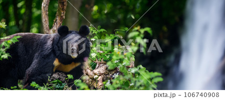 Asiatic black bear (Ursus thibetanus) in summer forest with waterfall.. Wildlife scene from nature 106740908