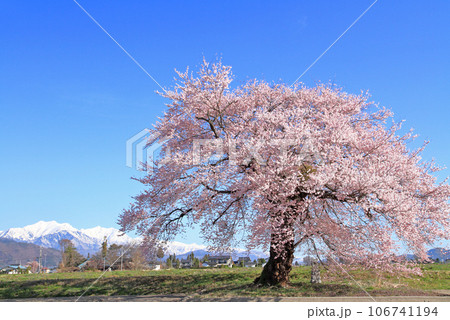須沼の一本桜　長野県大町市 106741194