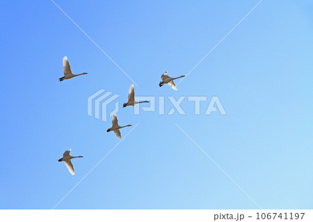 北帰行　安曇野のコハクチョウ 106741197