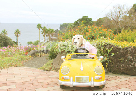 自動車に乗るビーグル犬 自動車に乗るビーグル犬 106741640