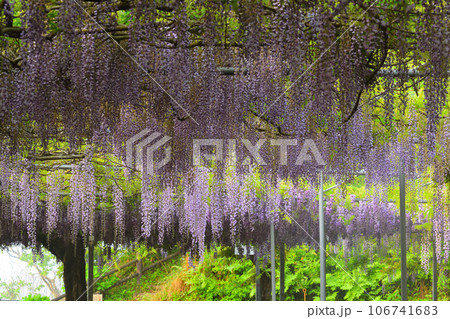 和気神社の藤 106741683