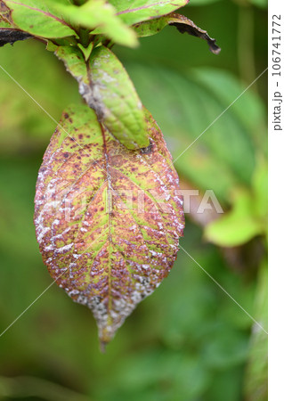 アマチャ（甘茶）の古い葉 106741772