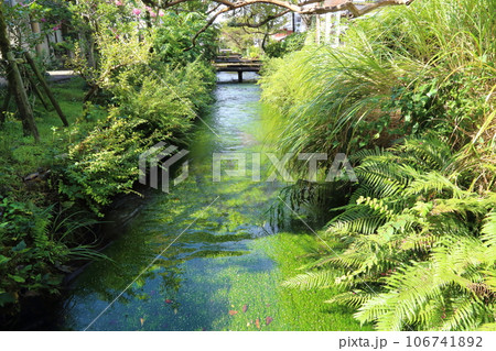 中山道 醒ヶ井宿〈 地蔵川の梅花藻（ばいかも） 〉 【滋賀県米原市】 106741892