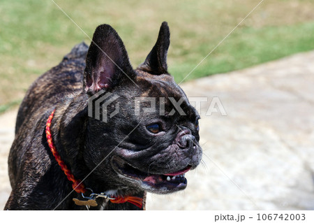 ドッグランで楽しくプール遊びする元気なフレンチブルドッグ 106742003