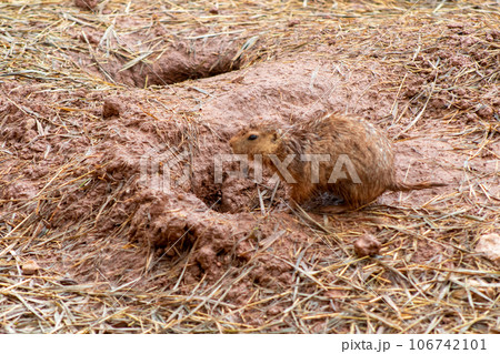 Wild Muskrats in the Reptile Garden Toruga Falls Rapid City South Dakota  106742101