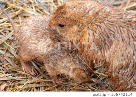Wild Muskrats in the Reptile Garden Toruga Falls Rapid City South Dakota Wild Muskrats in the Reptile Garden Toruga Falls Rapid City South Dakota 106742114