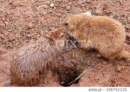 Wild Muskrats in the Reptile Garden Toruga Falls Rapid City South Dakota Wild Muskrats in the Reptile Garden Toruga Falls Rapid City South Dakota 106742120