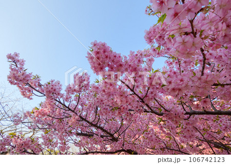 三浦海岸駅周辺の河津桜 106742123