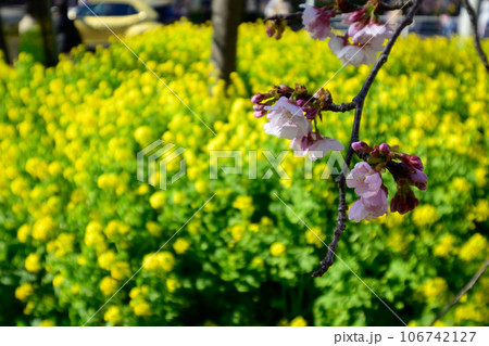 三浦海岸駅周辺の河津桜と菜の花 三浦海岸駅周辺の河津桜と菜の花 106742127