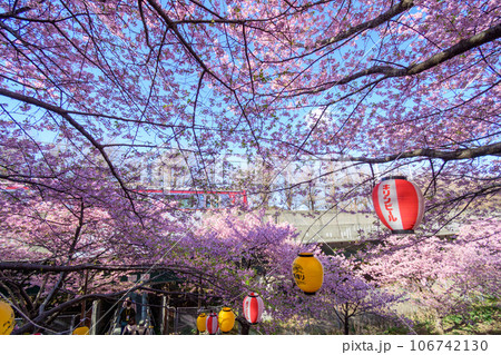 小松ヶ池公園の河津桜と提灯と電車 106742130
