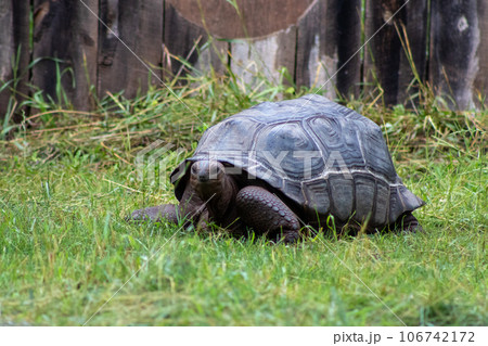 Close up of giant tortoise At The Reptile Gardens Tortuga Falls Rapid City South Dakota  106742172