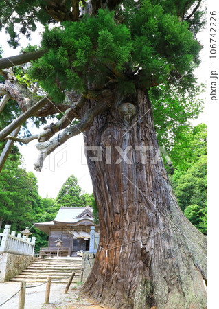 隠岐の島　玉若酢命神社　八百杉 106742226