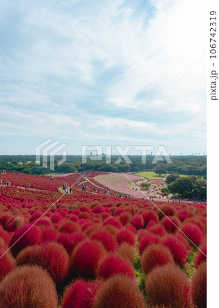 コキア・ひたち海浜公園 コキア・ひたち海浜公園 106742319