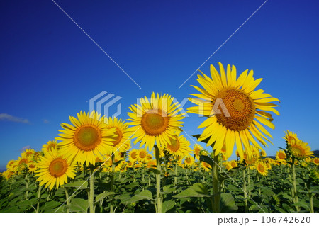 ひまわり3905 106742620