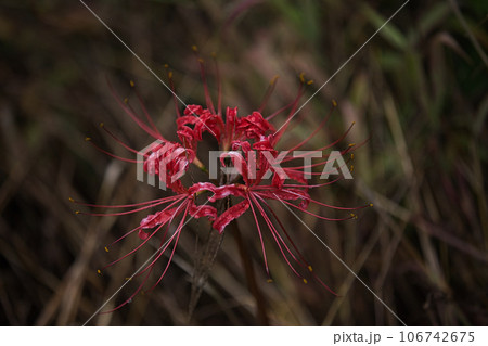 一乗谷朝倉氏遺跡に咲くリコリス 一乗谷朝倉氏遺跡に咲くリコリス 106742675