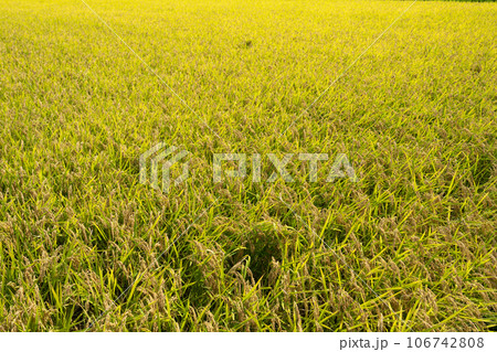 実りの季節を迎える水田地帯と夏の空 実りの季節を迎える水田地帯と夏の空 106742808