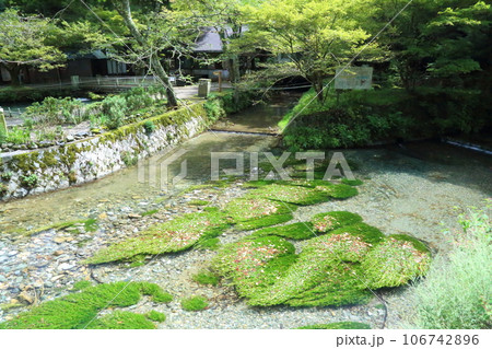 滋賀県醒井養鱒場〈美しい梅花藻（ばいかも）〉 【滋賀県米原市】 106742896