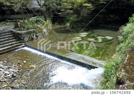 滋賀県醒井養鱒場〈美しい梅花藻(ばいかも)〉 【滋賀県米原市】 滋賀県醒井養鱒場〈美しい梅花藻(ばいかも)〉 【滋賀県米原市】 106742898