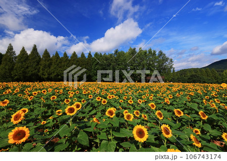 ひまわり畑5771 106743174