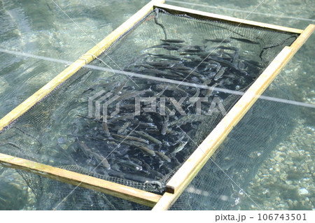 滋賀県醒井養鱒場〈 日本最古・日本の渓流魚の里〉 【滋賀県米原市】 106743501