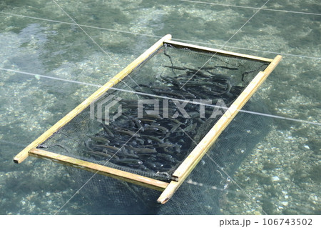 滋賀県醒井養鱒場〈 日本最古・日本の渓流魚の里〉 【滋賀県米原市】 106743502