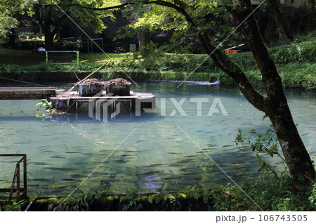 滋賀県醒井養鱒場〈 日本最古・日本の渓流魚の里〉 【滋賀県米原市】 106743505