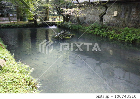 滋賀県醒井養鱒場〈 日本最古・日本の渓流魚の里〉 【滋賀県米原市】 106743510