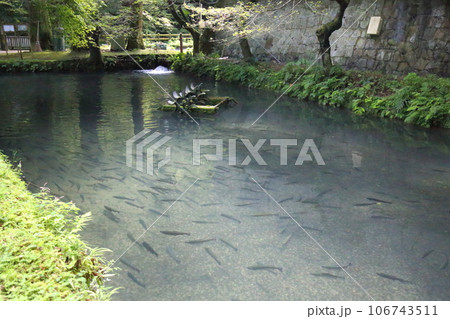 滋賀県醒井養鱒場〈 日本最古・日本の渓流魚の里〉 【滋賀県米原市】 106743511