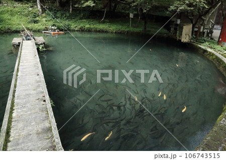 滋賀県醒井養鱒場〈 日本最古・日本の渓流魚の里〉 【滋賀県米原市】 106743515