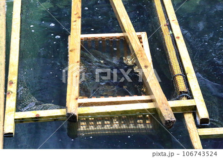 滋賀県醒井養鱒場〈 日本最古・日本の渓流魚の里〉 【滋賀県米原市】 106743524