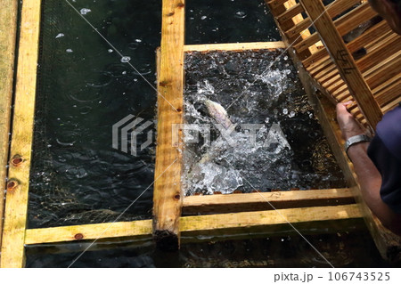 滋賀県醒井養鱒場〈 日本最古・日本の渓流魚の里〉 【滋賀県米原市】 106743525