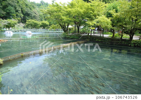 滋賀県醒井養鱒場〈 日本最古・日本の渓流魚の里〉 【滋賀県米原市】 106743526