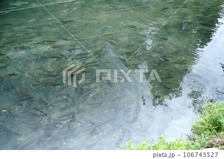 滋賀県醒井養鱒場〈 日本最古・日本の渓流魚の里〉 【滋賀県米原市】 滋賀県醒井養鱒場〈 日本最古・日本の渓流魚の里〉 【滋賀県米原市】 106743527