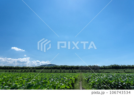 真夏の豆畑と青空のコピースペース 真夏の豆畑と青空のコピースペース 106743534
