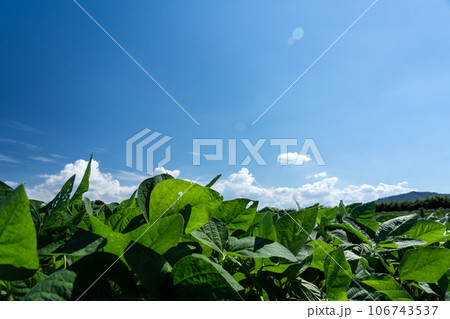 真夏の豆畑と青空のコピースペース 真夏の豆畑と青空のコピースペース 106743537