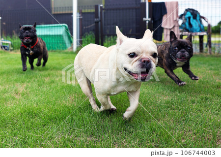 仲良しの友達と元気に庭で遊ぶフレンチブルドッグ 106744003