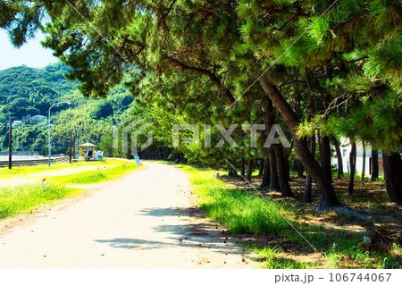 浜辺の松林 106744067